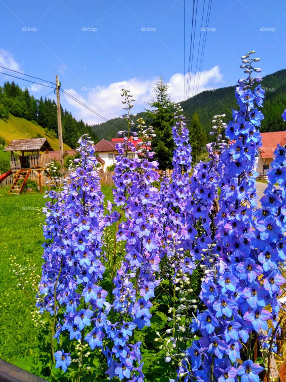 Wonderful mountain flowers