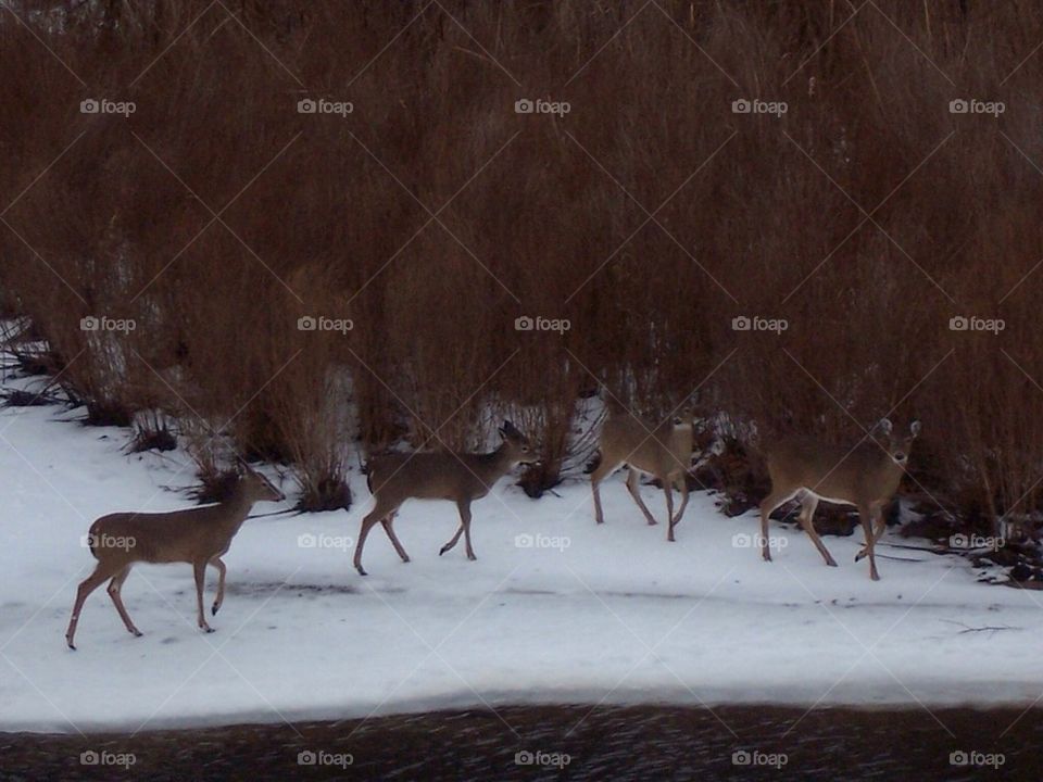 Deer in winter. Michigan