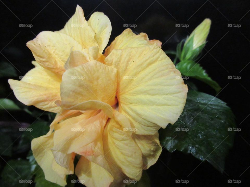 hibiscus - Chinese rose yellow peach color, terry, bloomed at home