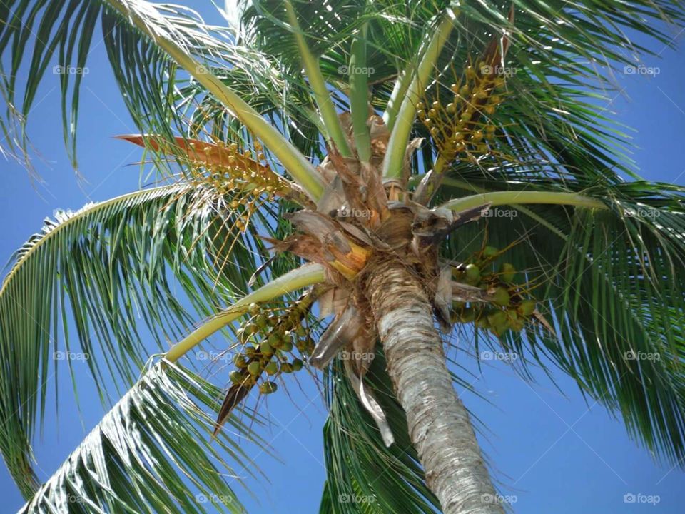 Palm tree in the Caribbean
