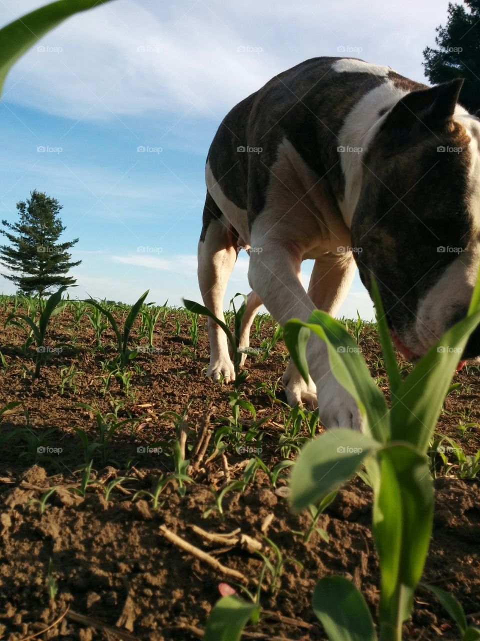 Farm Dog