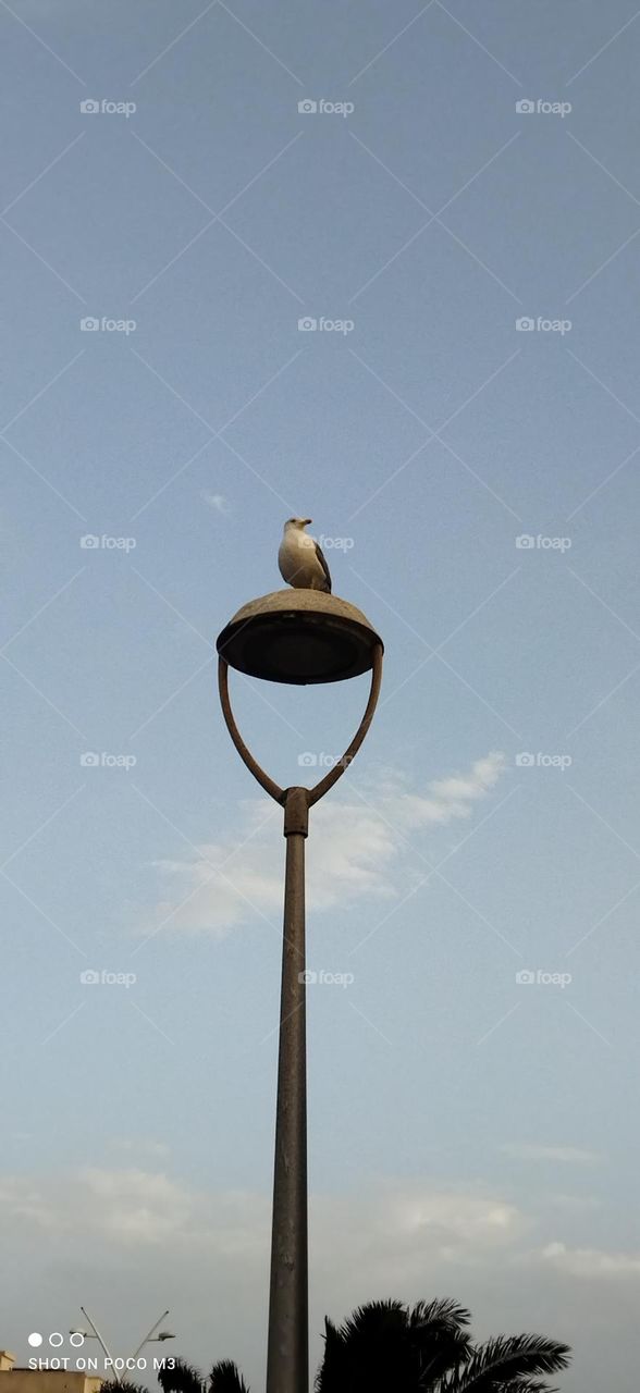 beautiful seagull on electric line