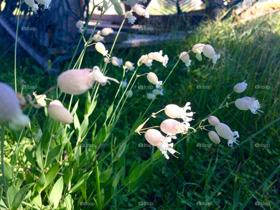 White field flowers 
