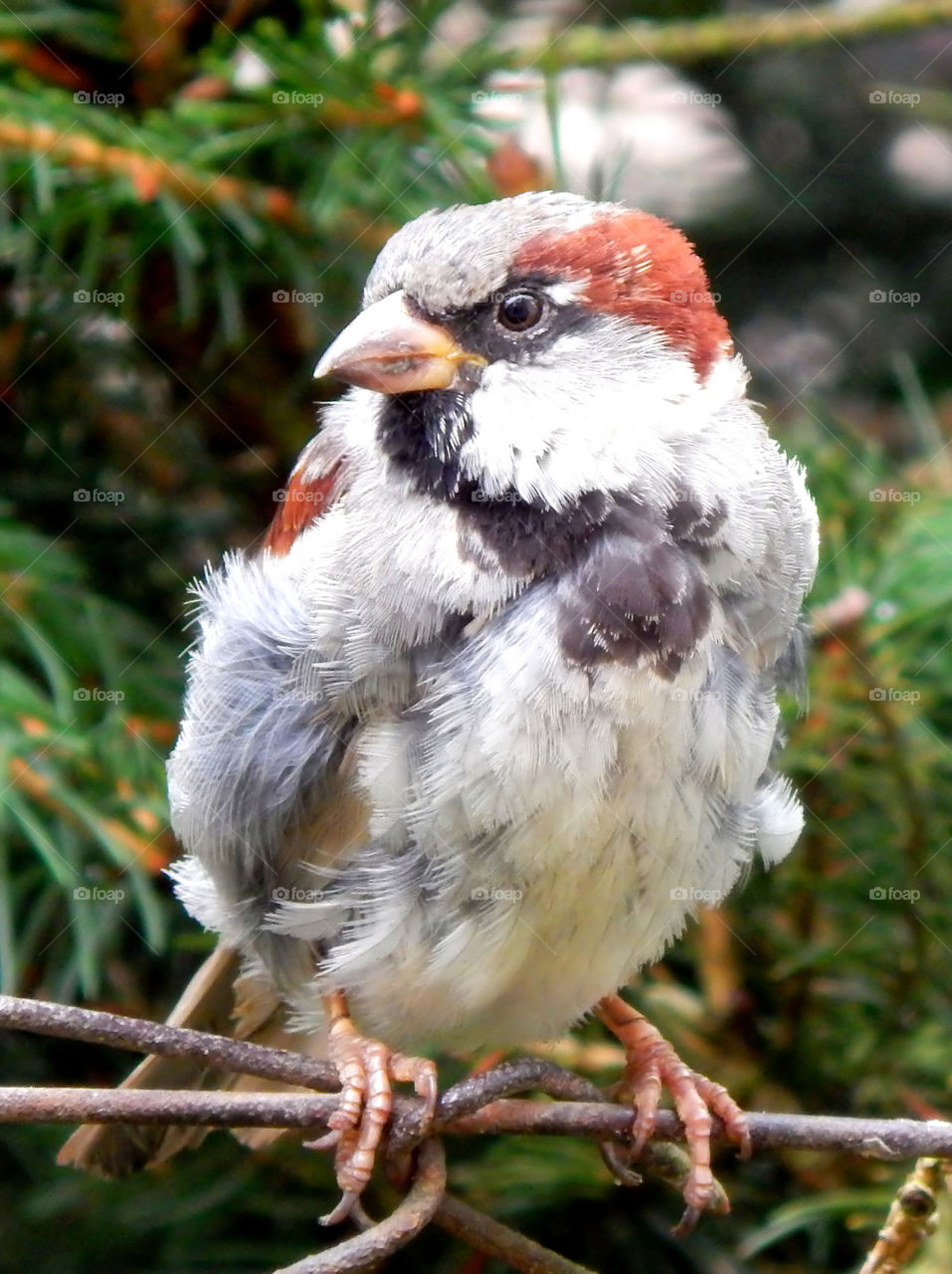 Amazing sparrow