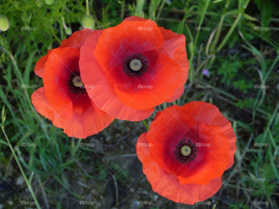 3 French poppies
