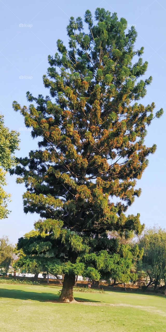 A beautiful giant tree
