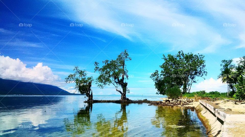 "Mangrove Plant"...
#Ternate City...
#North Maluku...