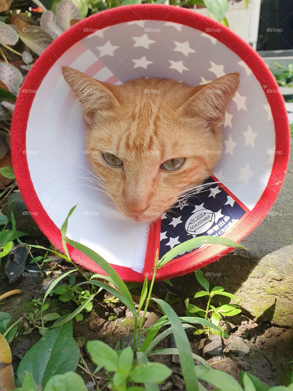 An orange domestic cat is wearing a pet collar arround his neck because he is sick