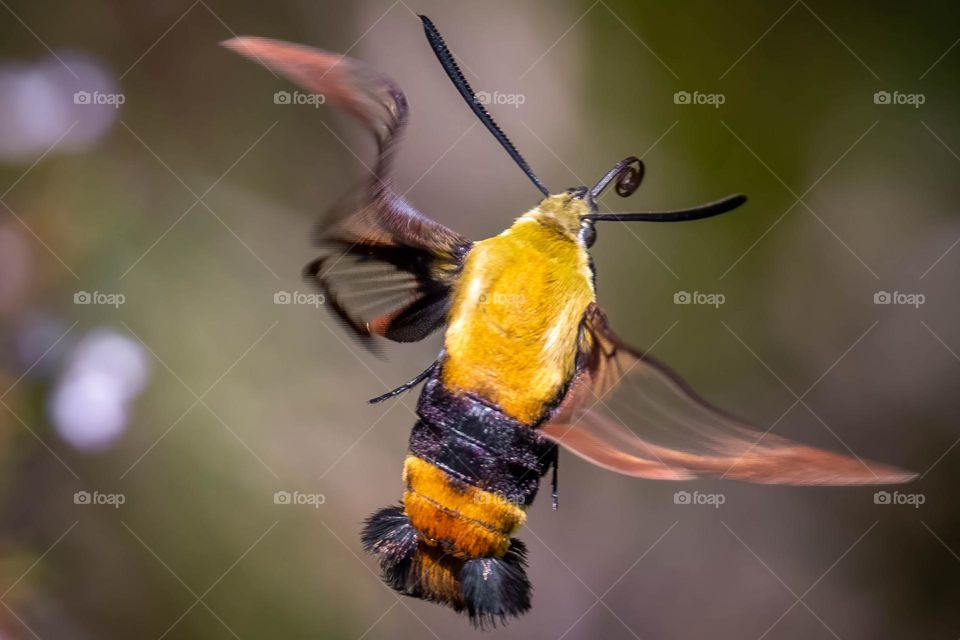 A Snowberry clearwing, hummingbird moth, or flying lobster (Hemaris diffinis) traversing to the next bloom.