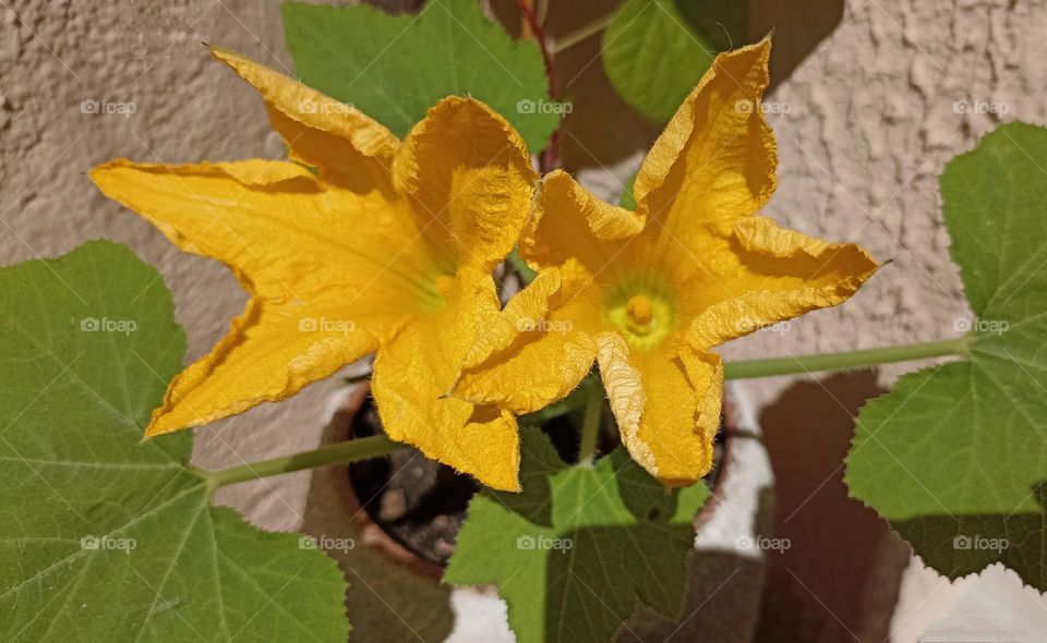 gardening flowers pumpkin in the pot, love earth