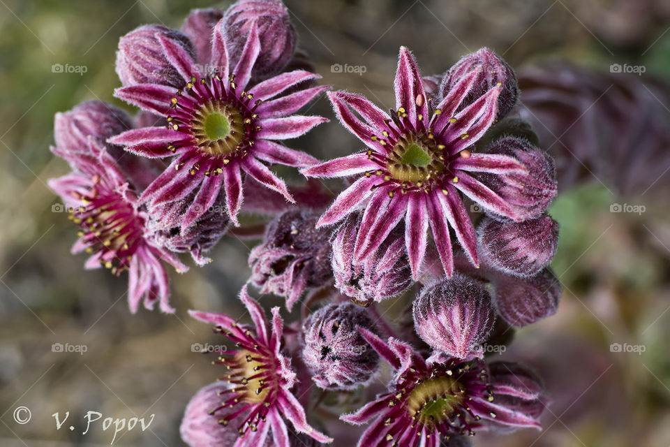 Sempervivum erythraeum