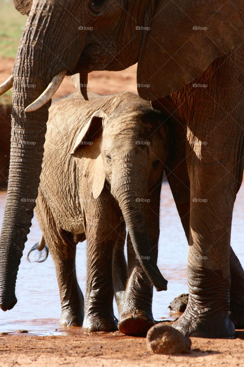 Elephant, Mammal, No Person, Nature, Trunk