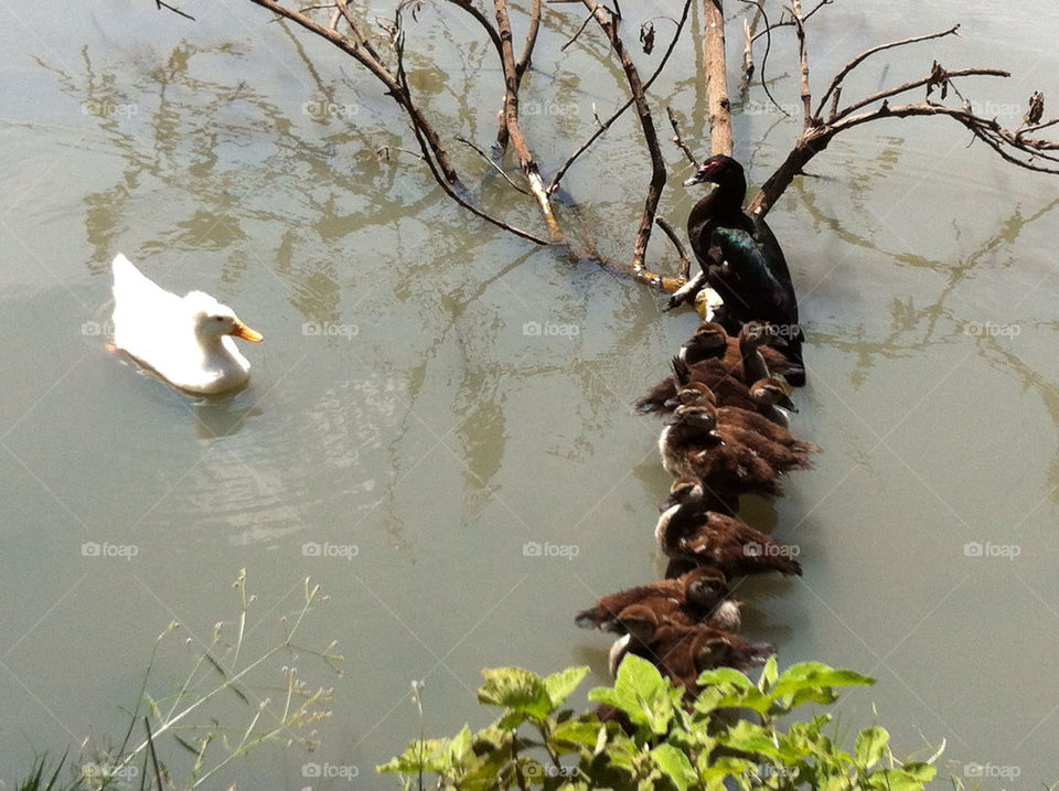 water lake ducks pawn by pedrodiego