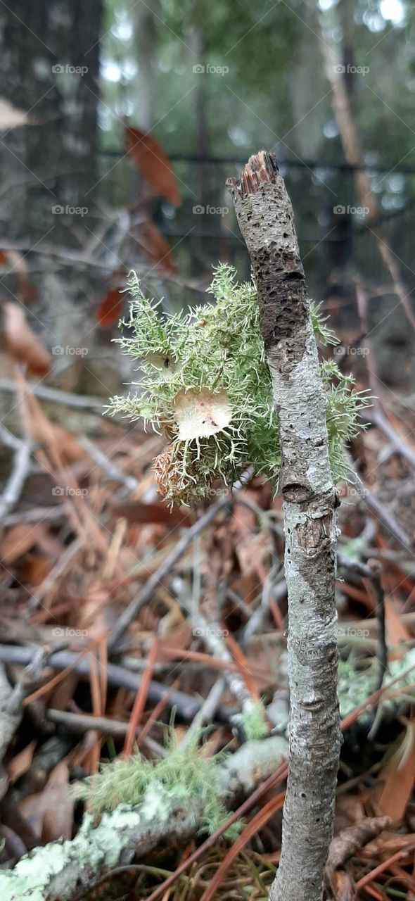pile branches and twigs covered in moss downed by heavy rain and wind