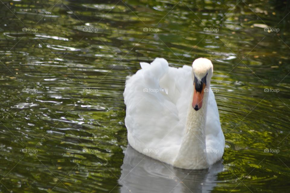 Swan