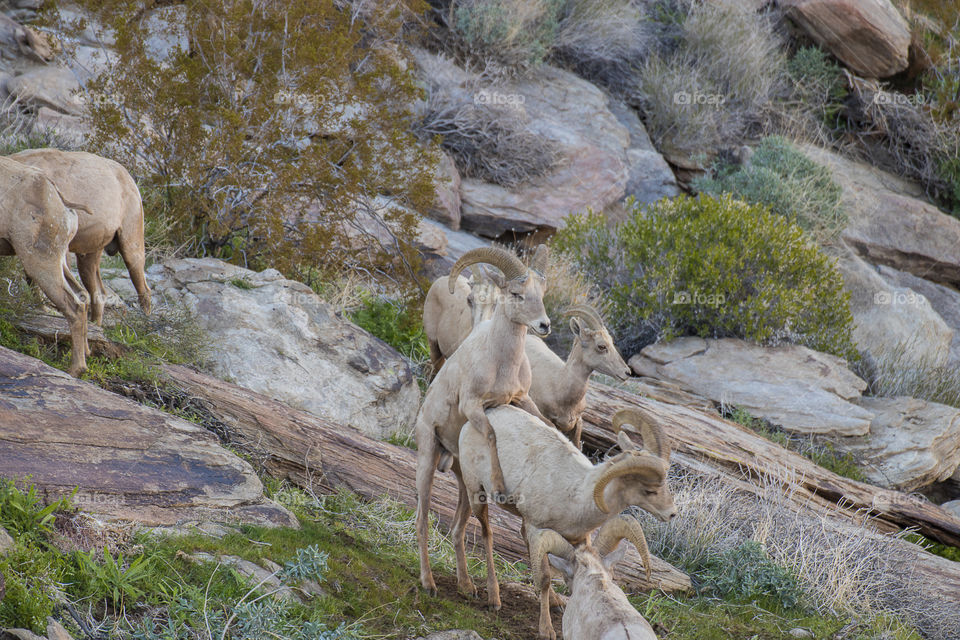 A herd of mountain goats grazes on the slopes of the mountains with a beautiful landscape