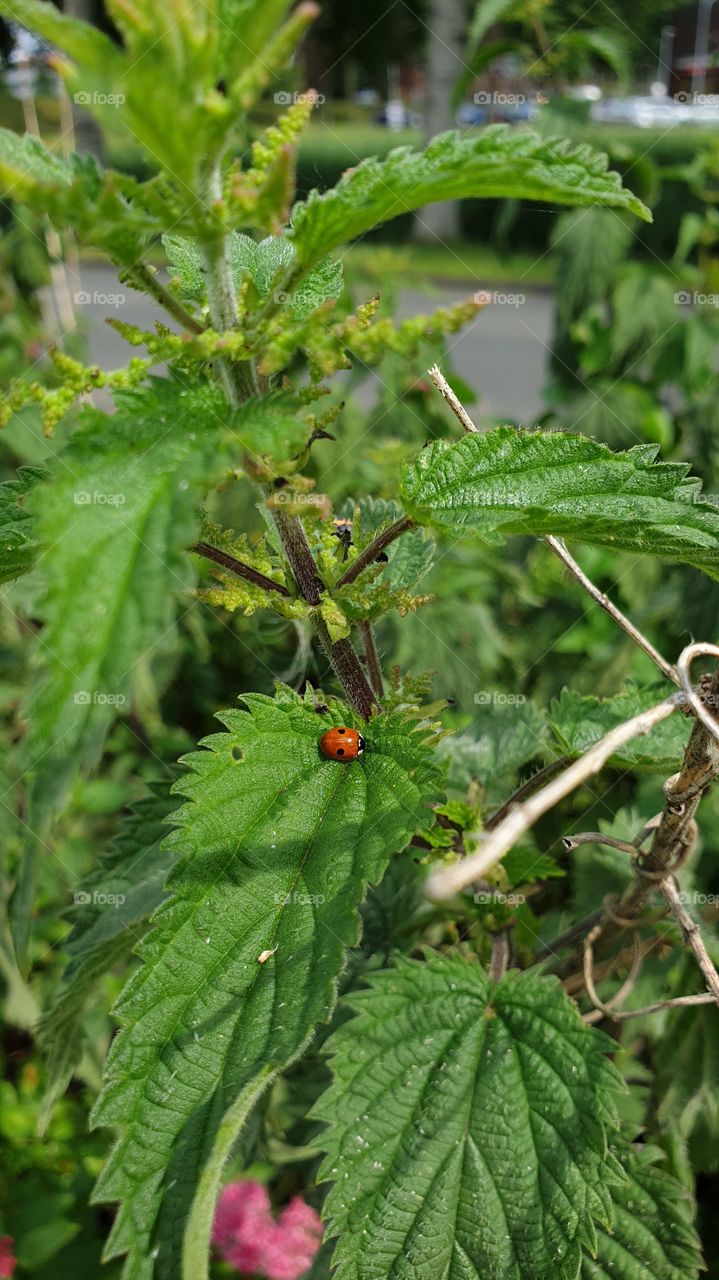 ladybug on a leaf