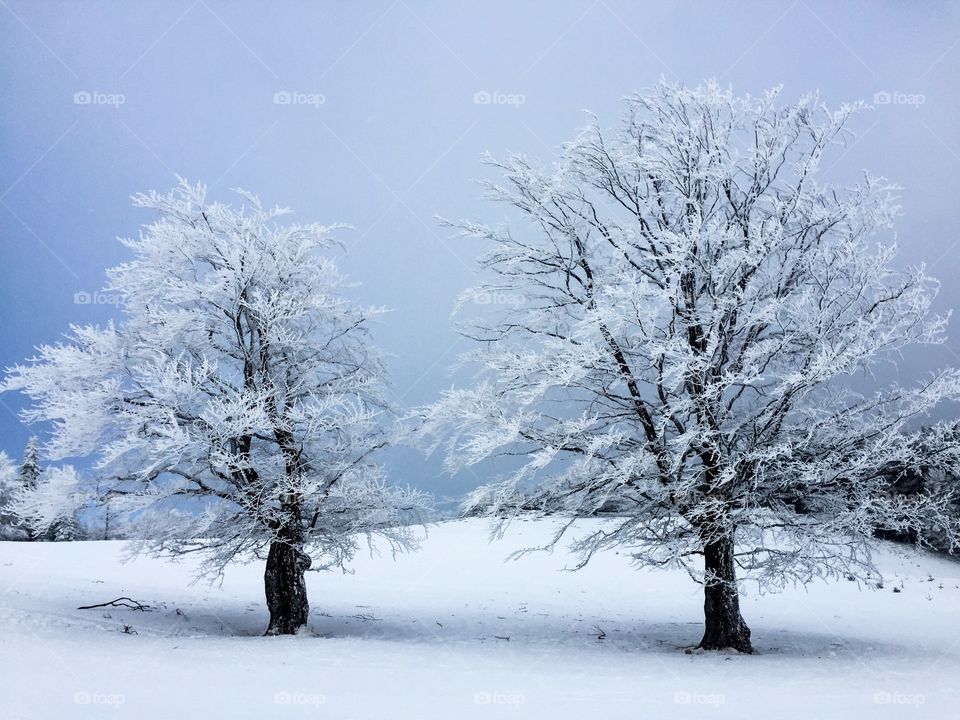 Two trees with branches covered in snow with dark sky in the background 