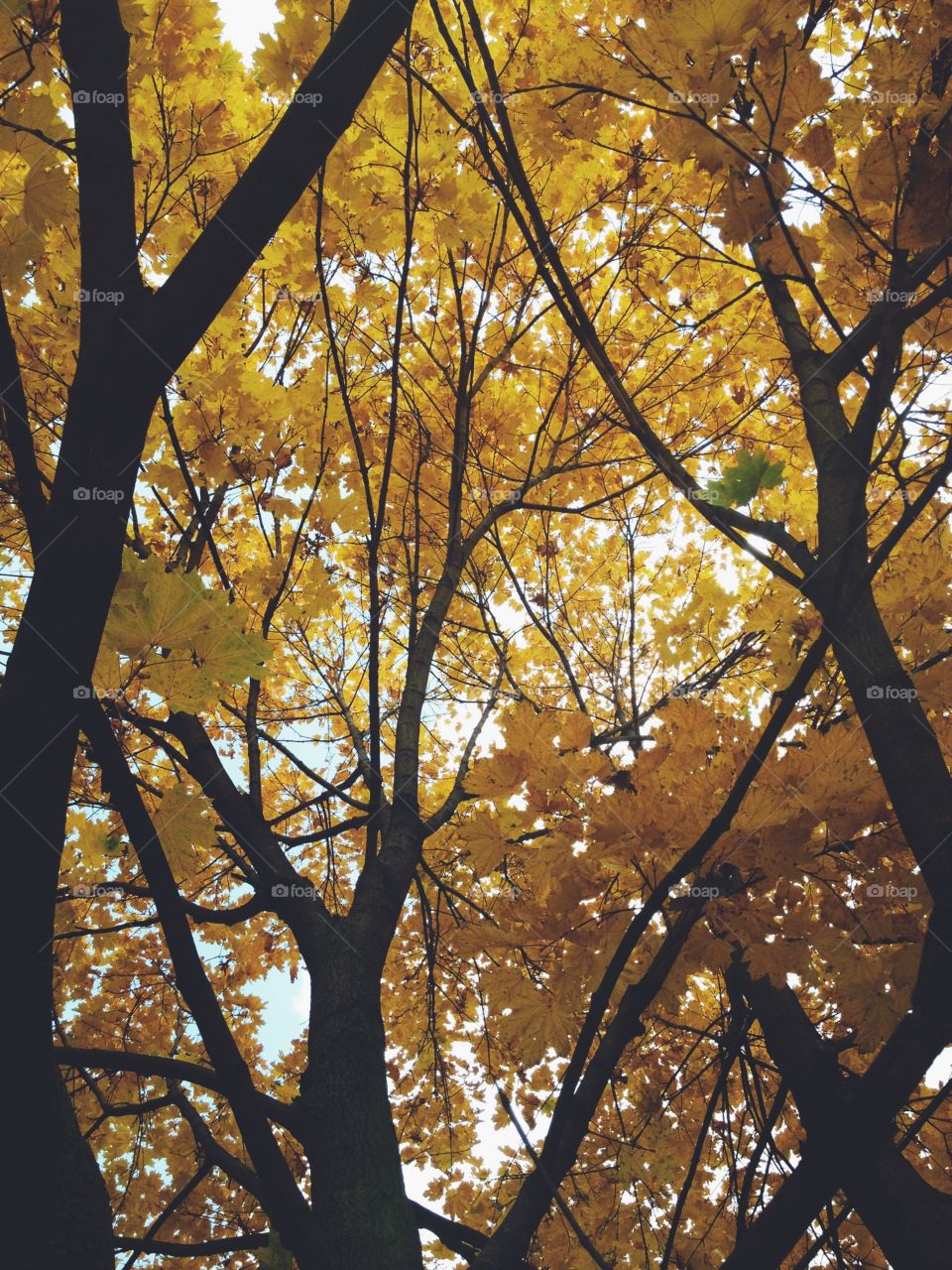 View of maple forest