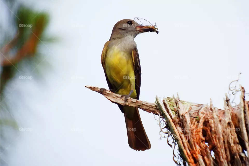 Beautiful yellow Flycatcher Bird with lots of flys.