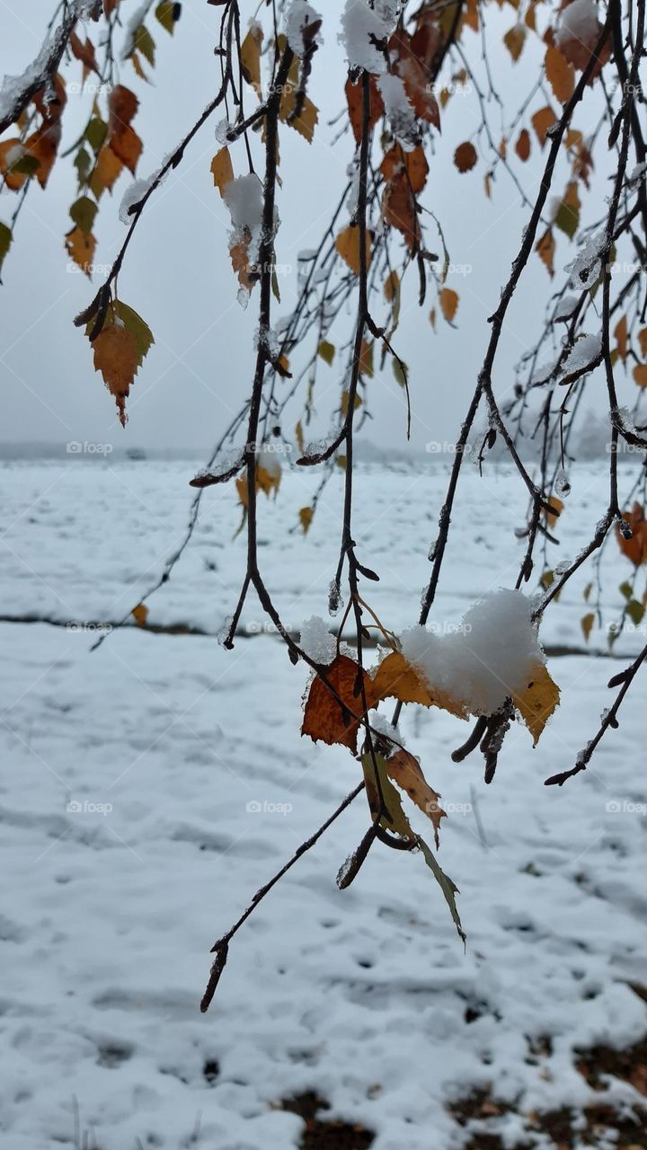 birch leaves and twiggs with first winter snow