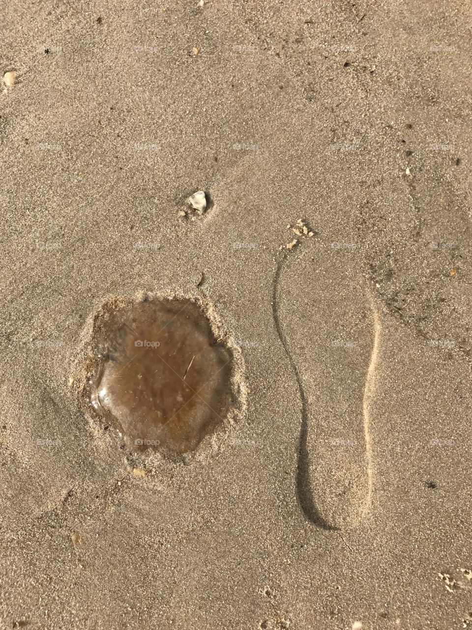 Jellyfish 