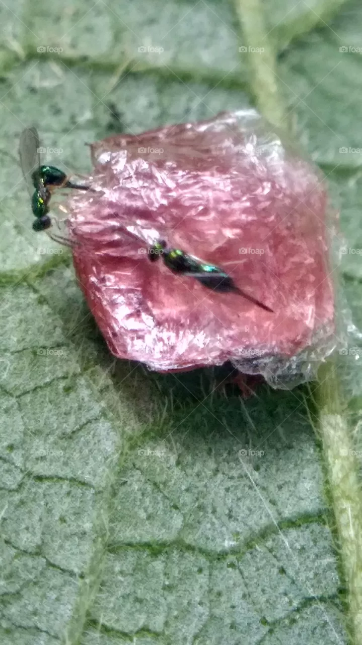 insect