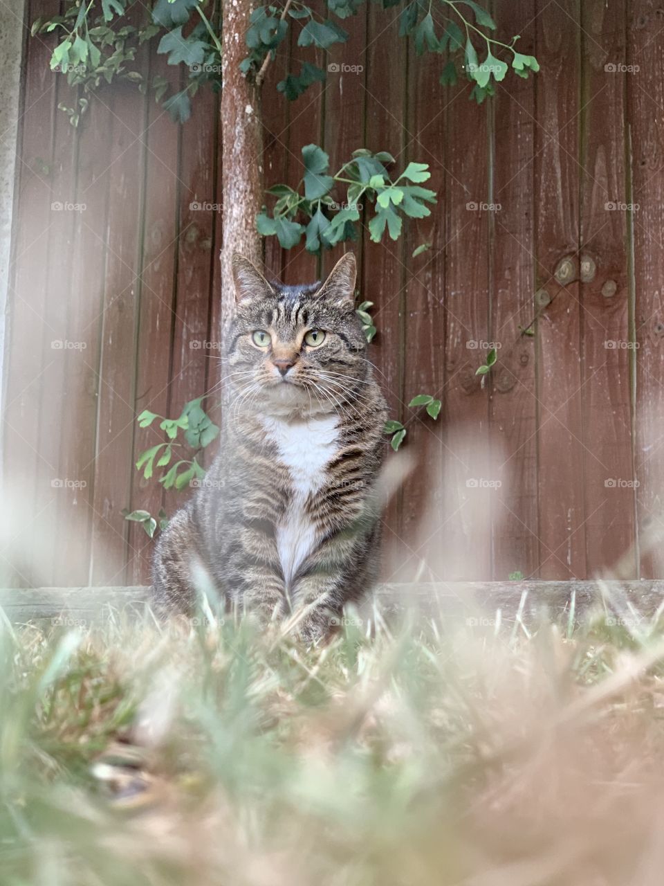 Cute cat in the grass 