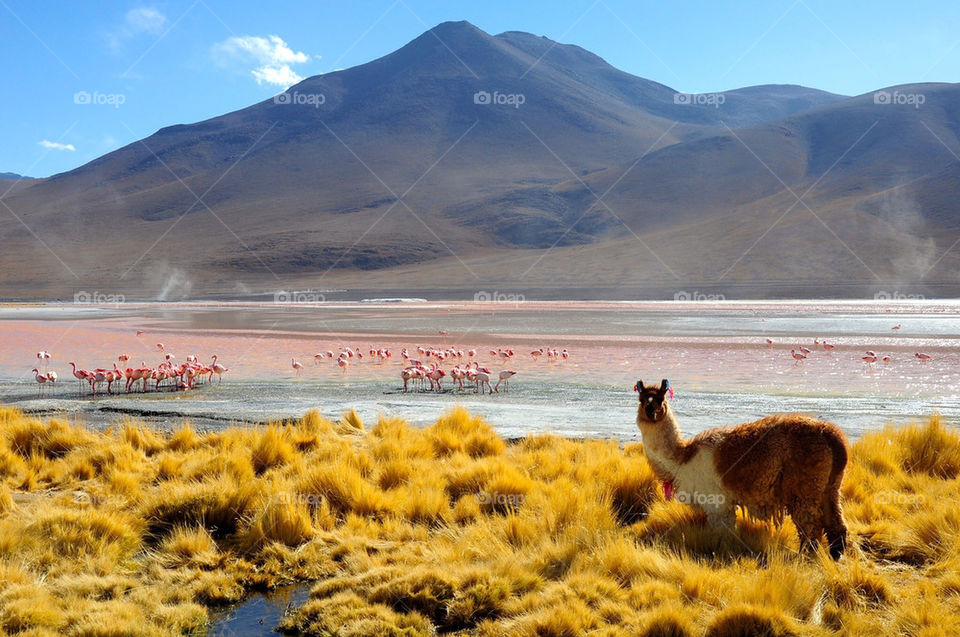 Lhamas and flamingos at red lagoon