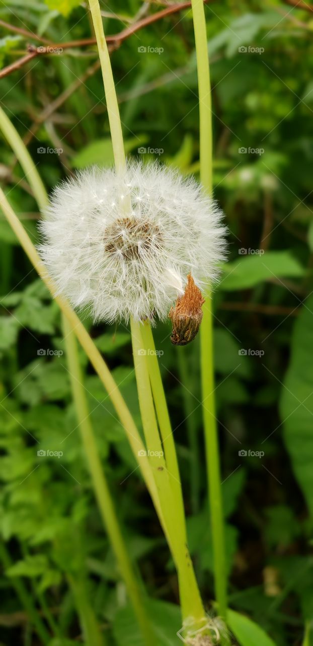 seeded dandelion