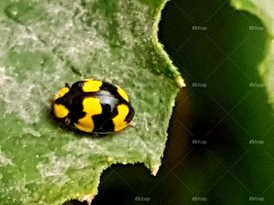 ladybug