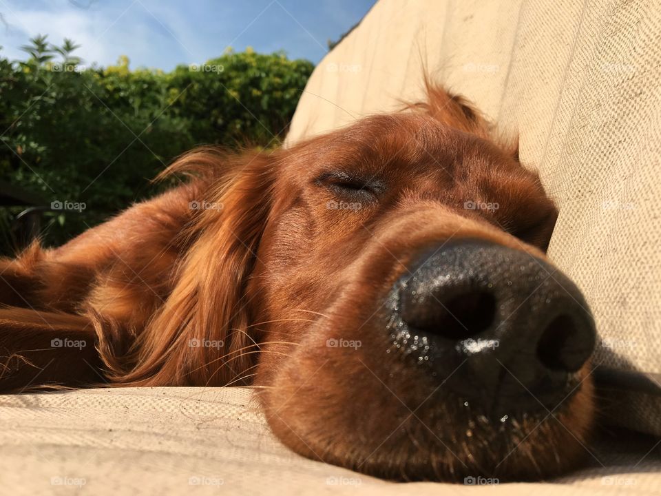 When you sneak onto the patio lounger to have a snooze and think no one will find you 🐶