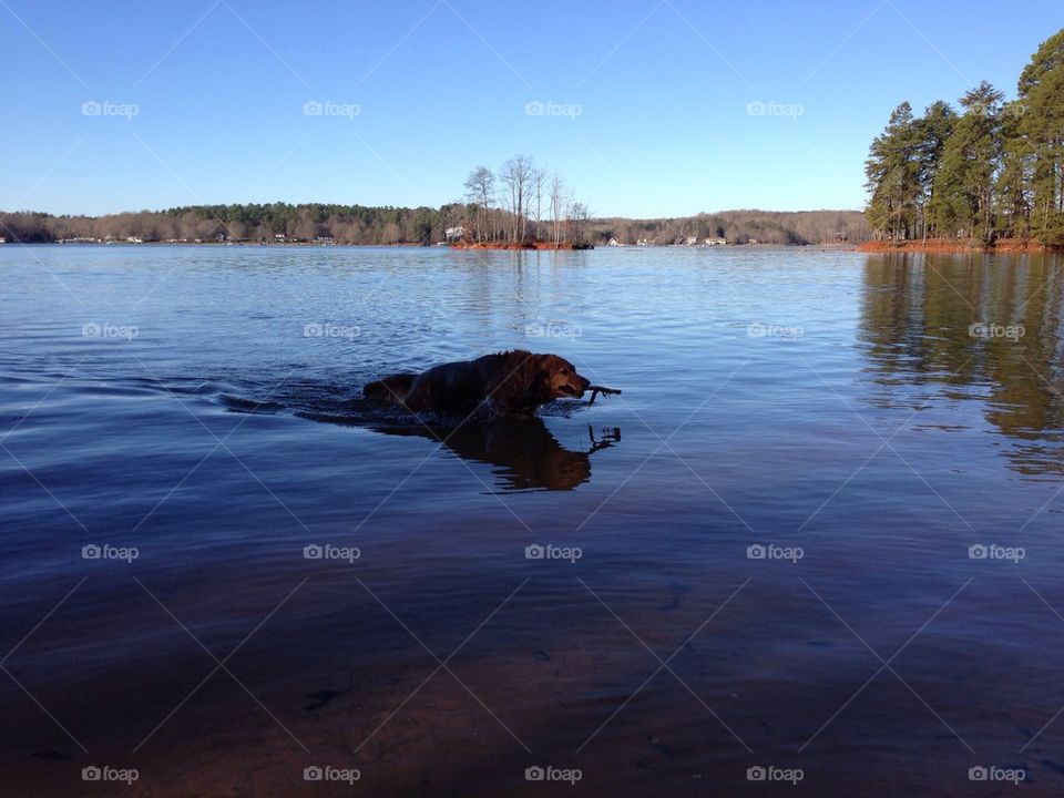 Lake Norman hike with my dog