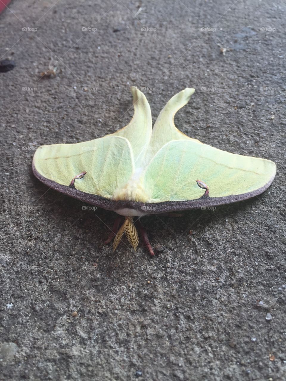 Vanessa Castagneto . Green unique moth