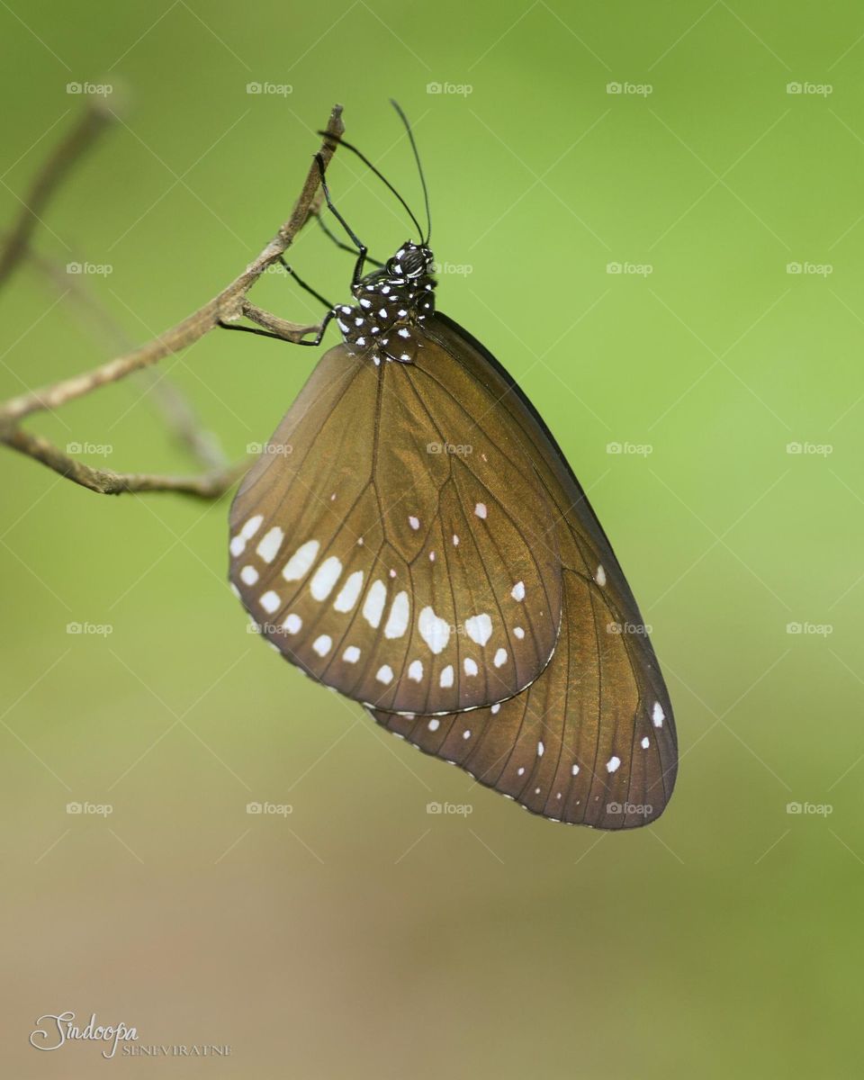 common crow butterfly