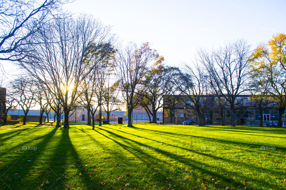 Autumn trees during sunset