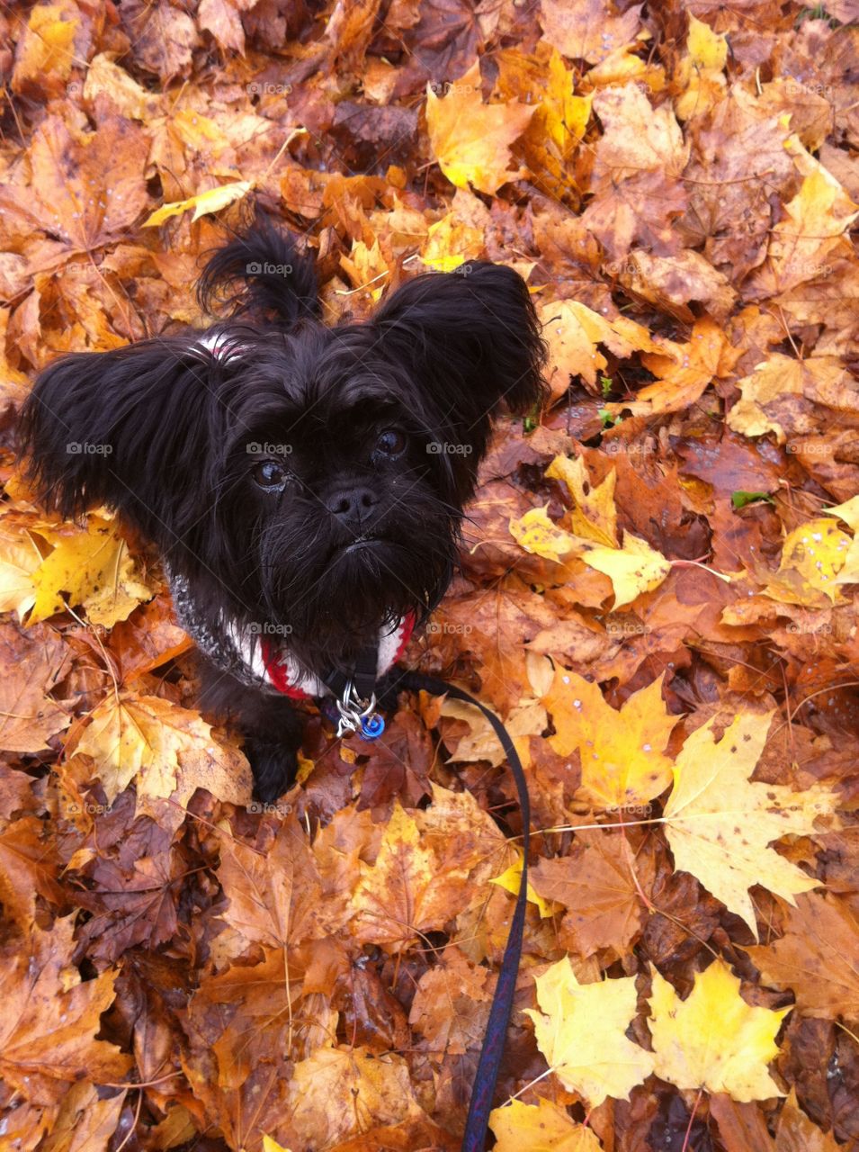 Autumn dogs