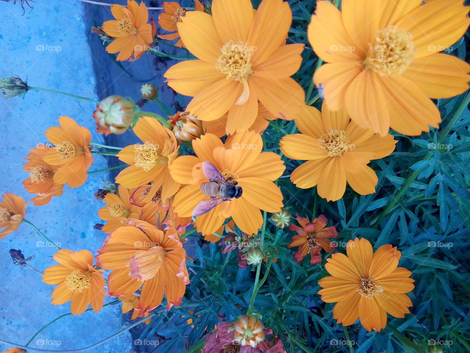 beautiful flowers in a garden