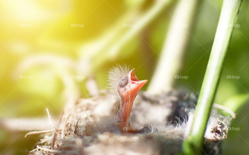 Cute little passerine bird in a nest hungry calling his mother