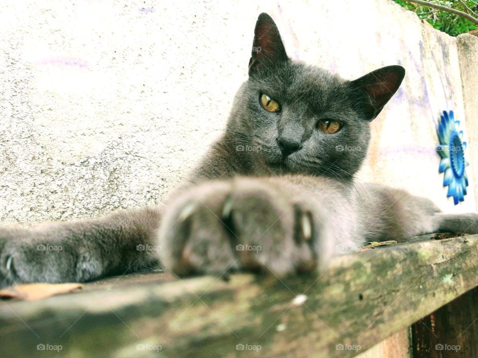 grey cat