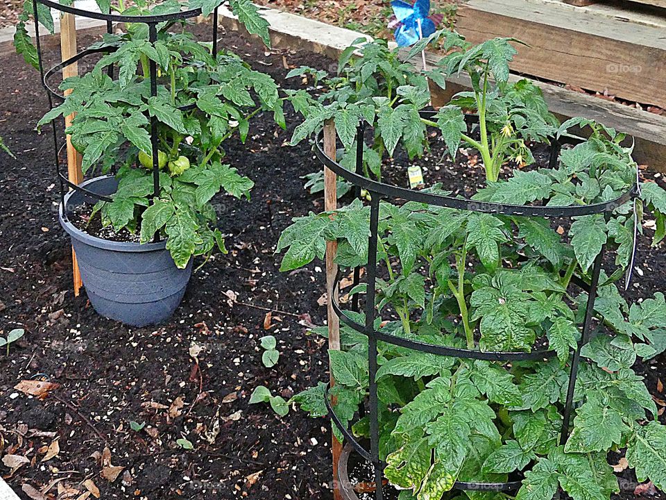 These are my healthy green tomato plants that will produce nice, juicy, red slicing tomatoes 