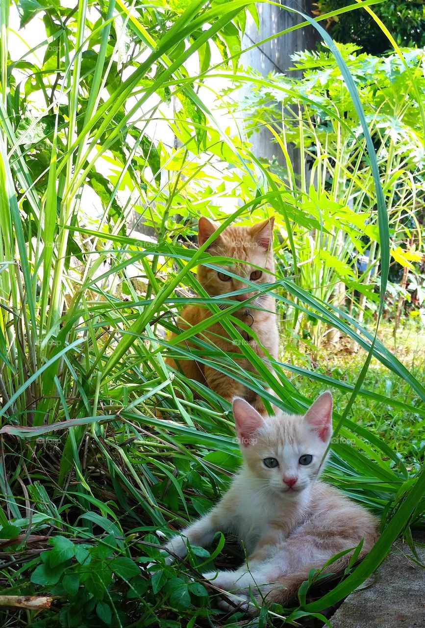 Cats having a good morning time together...
