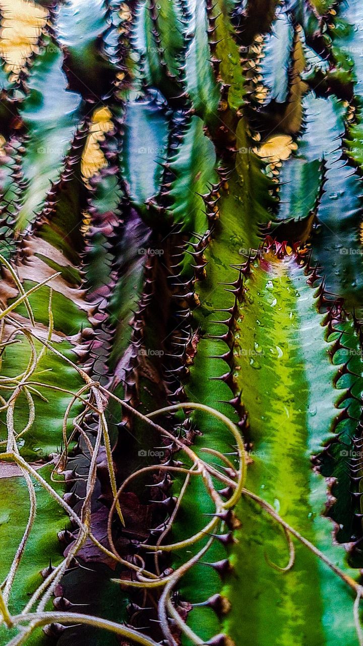 Euphorbia lactea: Succulent that has the ability to store water in its tissues.