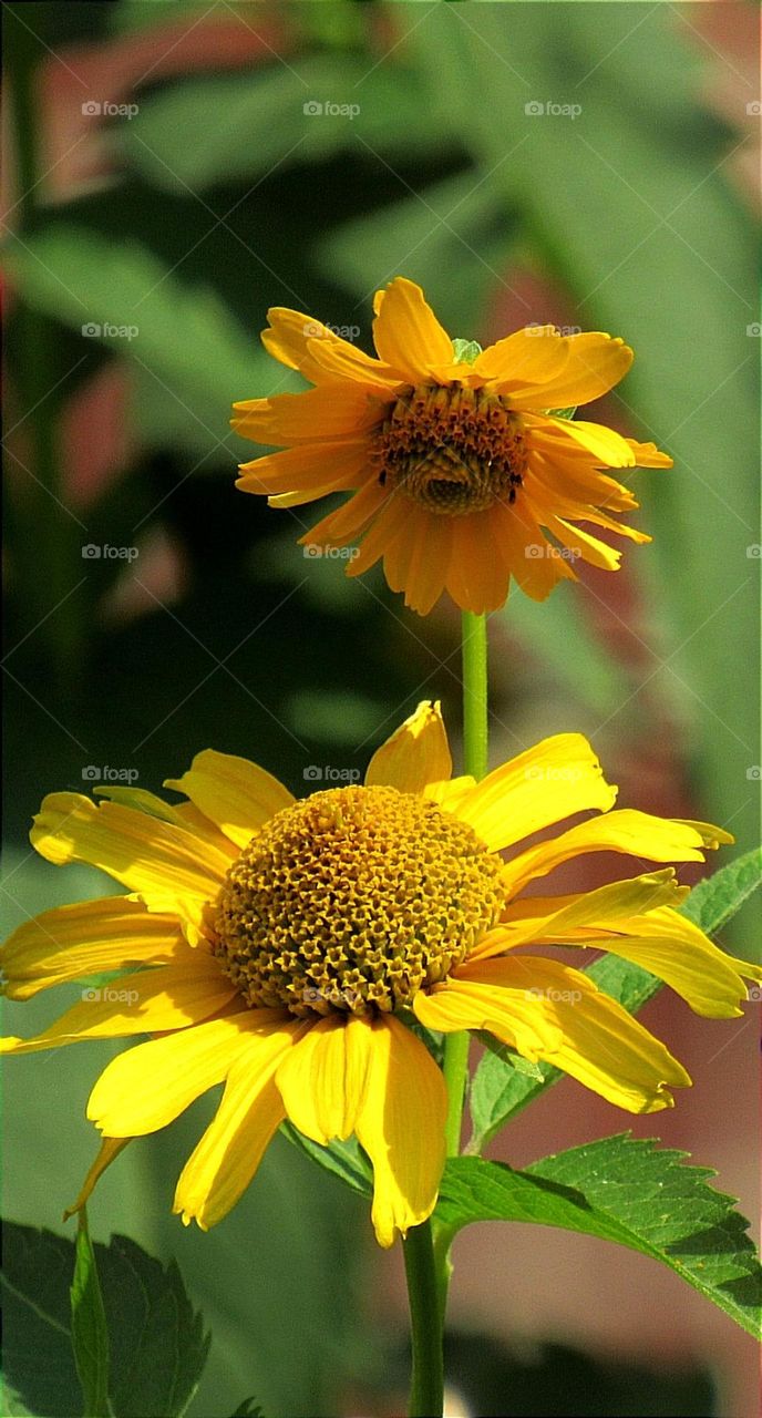 Sunflowers