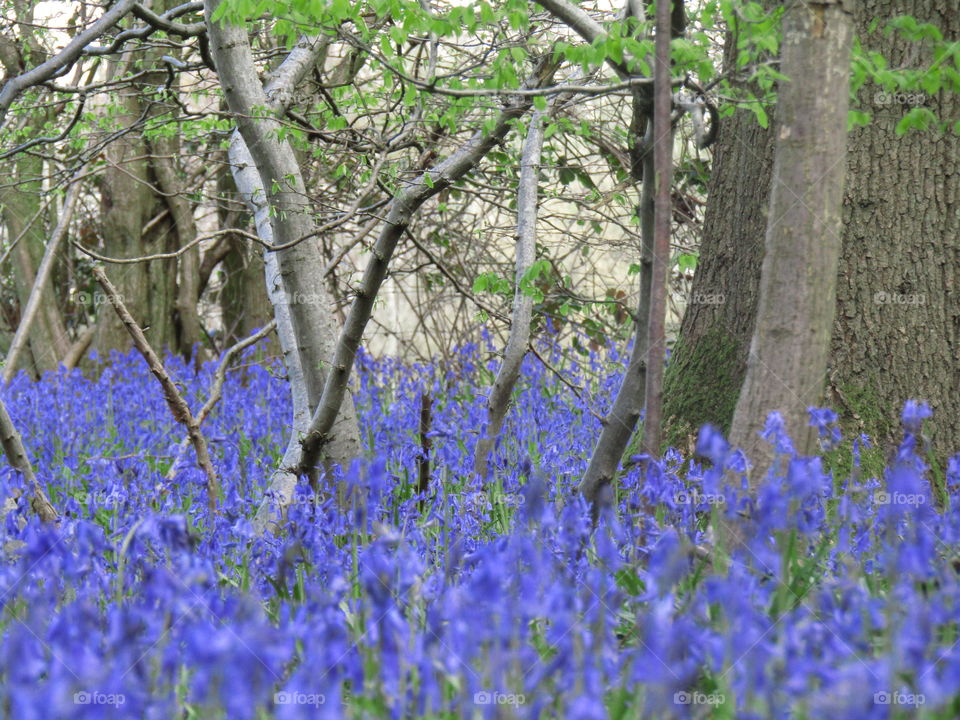 Blue Bells Forest