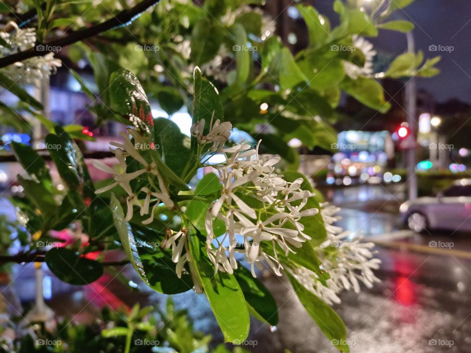 Chinese Fringe-tree in the rain