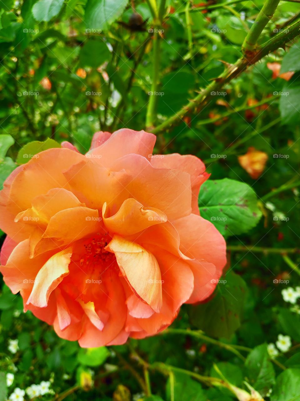 beautiful colorplay,  orange rose, close up