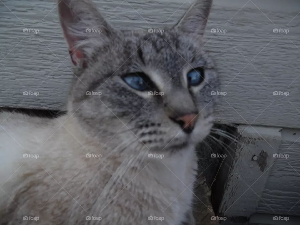 kitty