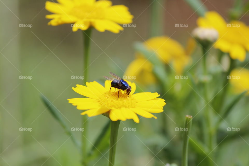 flower yellow fly blue garden