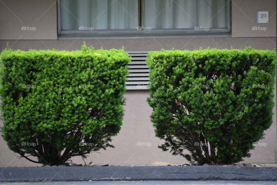 symmetric bushes